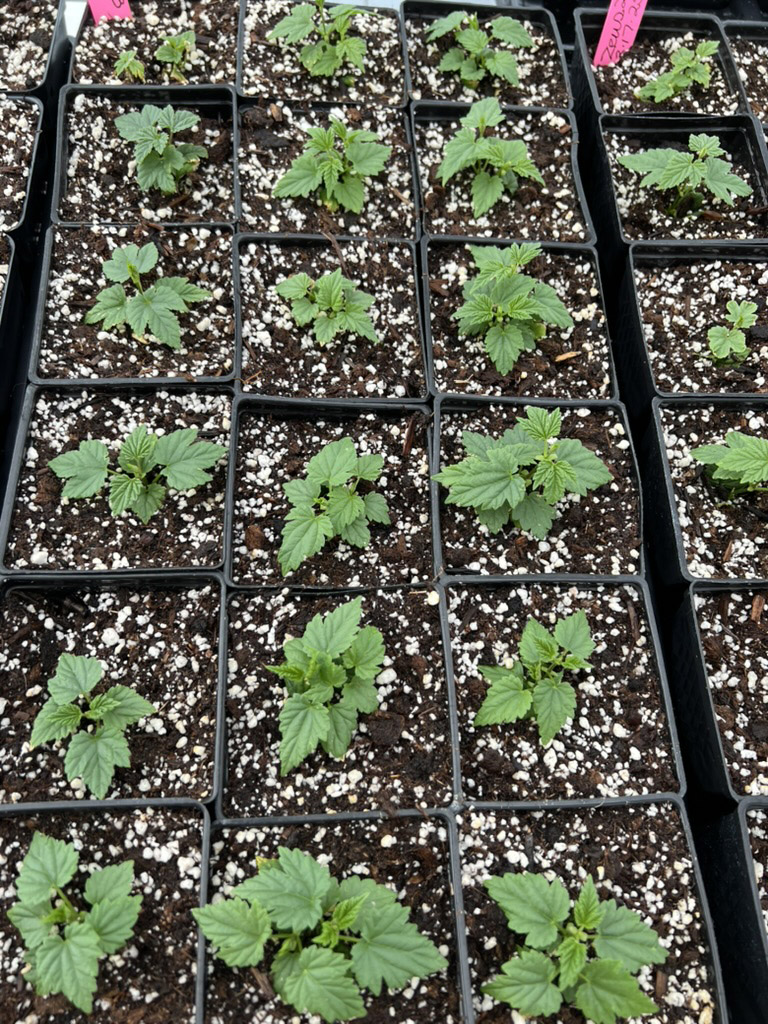 GHFLATOFHOPS copy