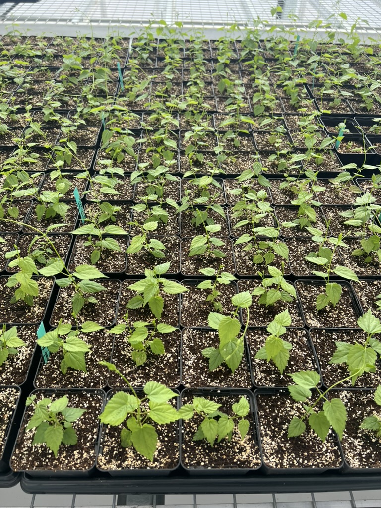 GHFLATSOFHOPS