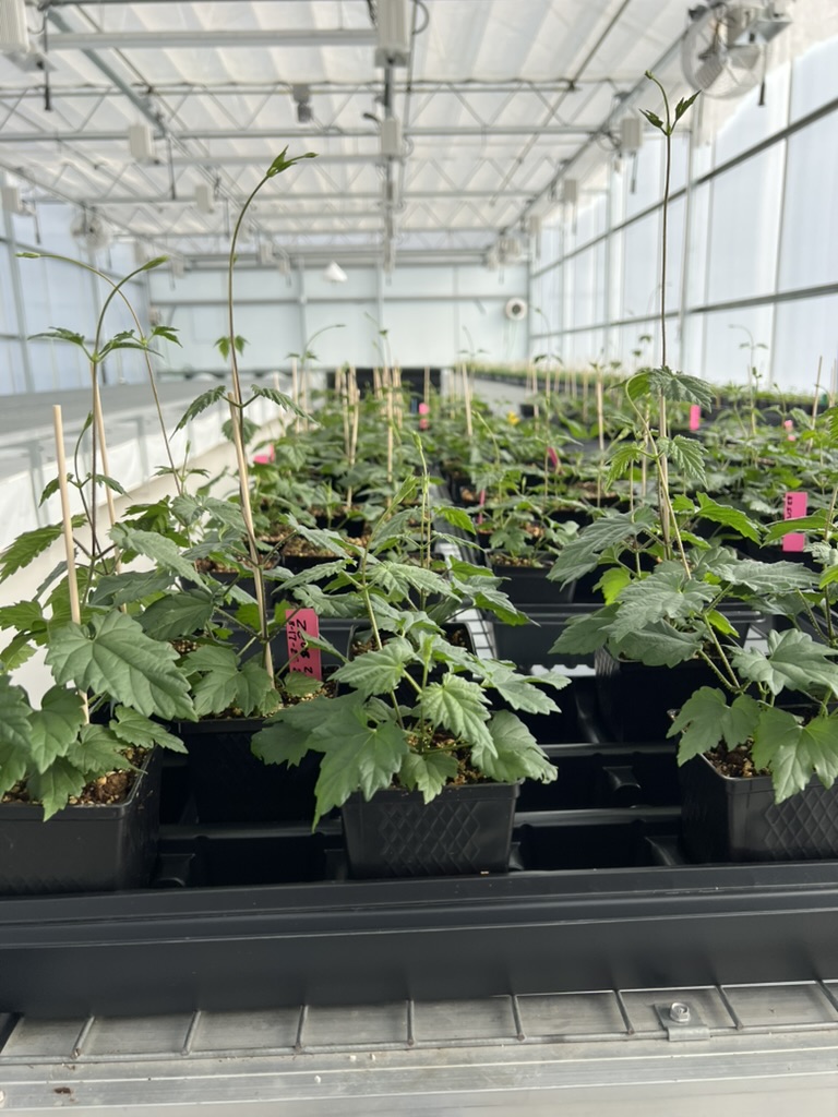 GHNURSERY