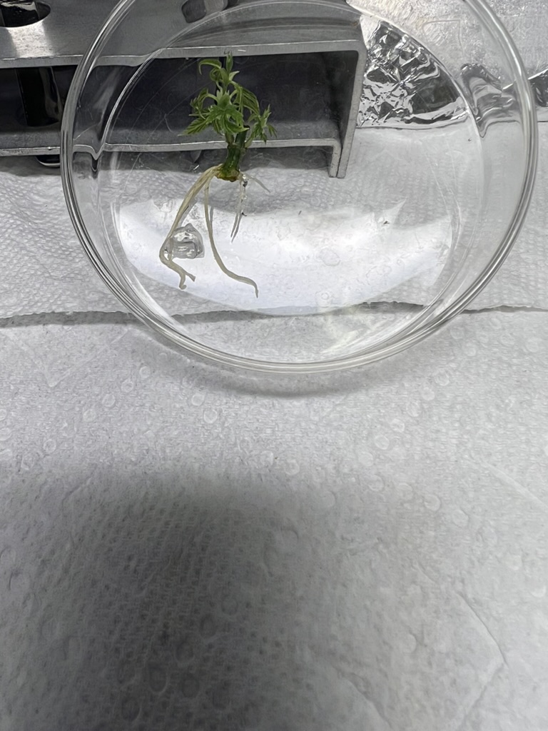TISSUECULTUREHOP1